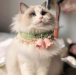 Kawaii Cat Collar